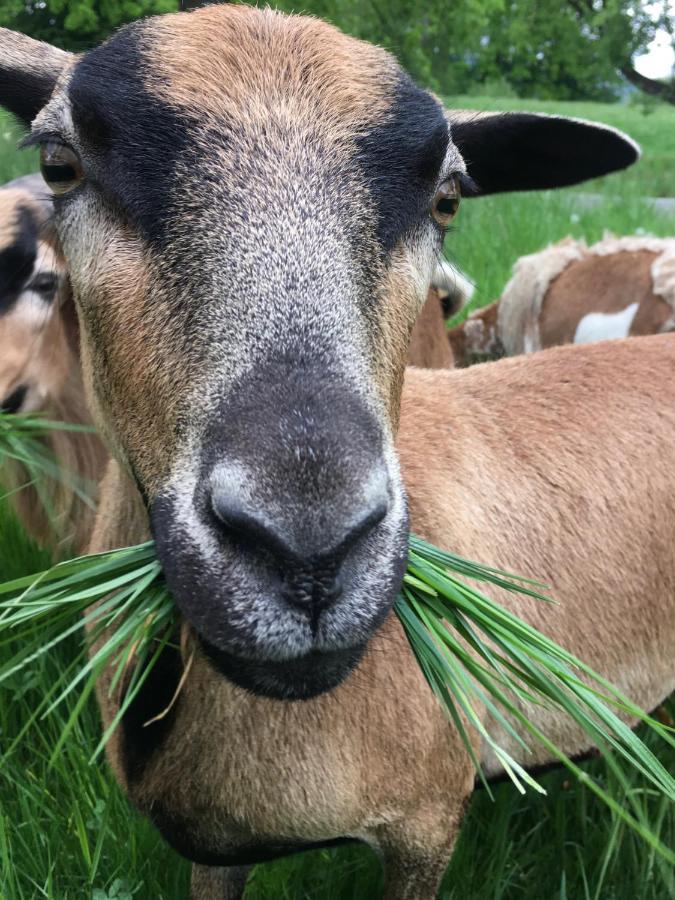 Apartamento Kellerstöckl am veganen Bio-Lebenshof Varm - die vegane Farm - nur für Hundefreunde und Naturliebhaber empfohlen !! Sulb Exterior foto