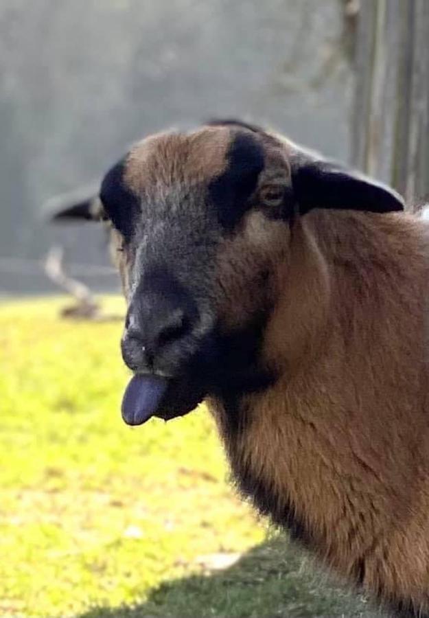 Apartamento Kellerstöckl am veganen Bio-Lebenshof Varm - die vegane Farm - nur für Hundefreunde und Naturliebhaber empfohlen !! Sulb Exterior foto